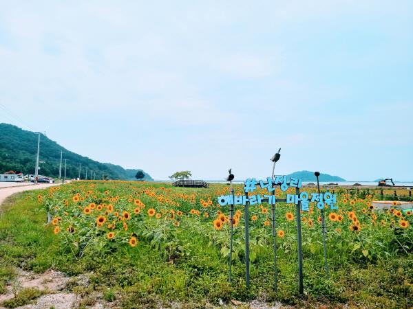 해바라기푸드 이미지