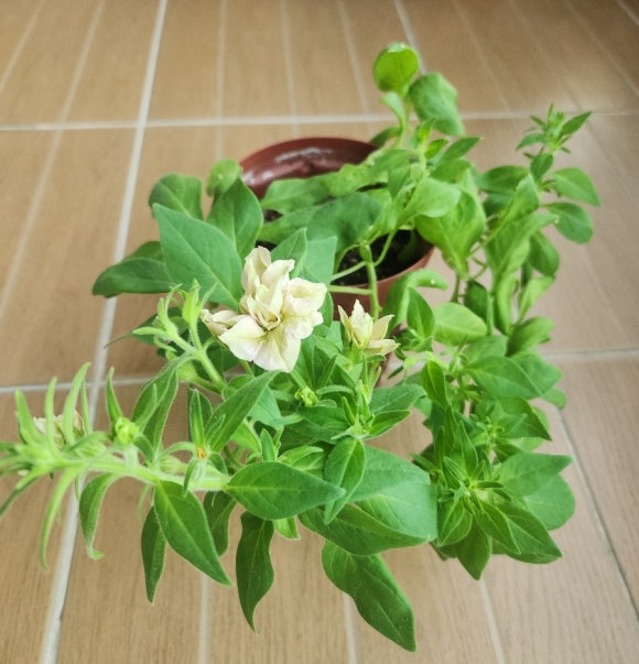 (주)하나마이 이미지
