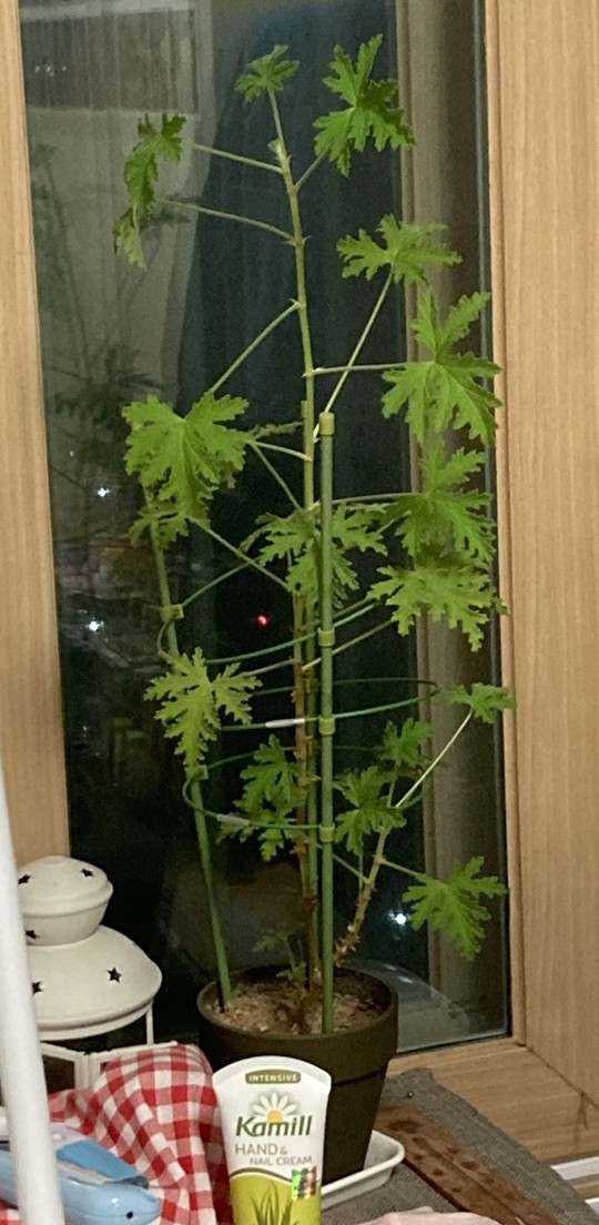빽보이피자 파주운정점 이미지