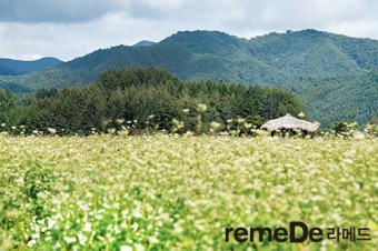메밀꽃필무렵 이미지
