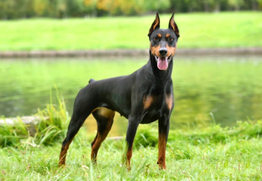 강아지 품종별 성격