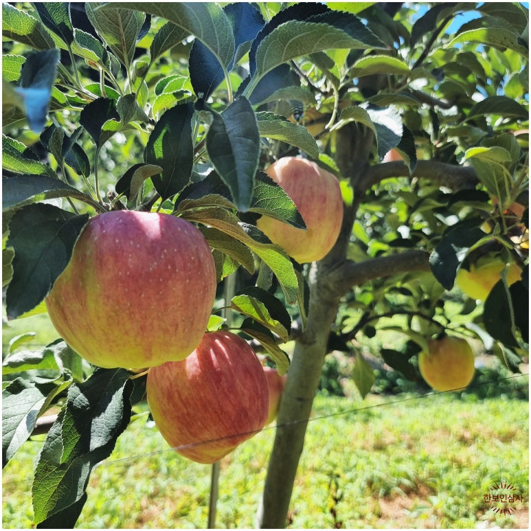 풍기인삼시장 한보인삼사 이미지