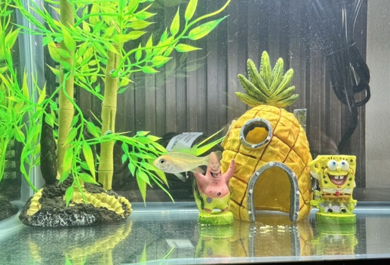 꼬꼬리꼬 이미지