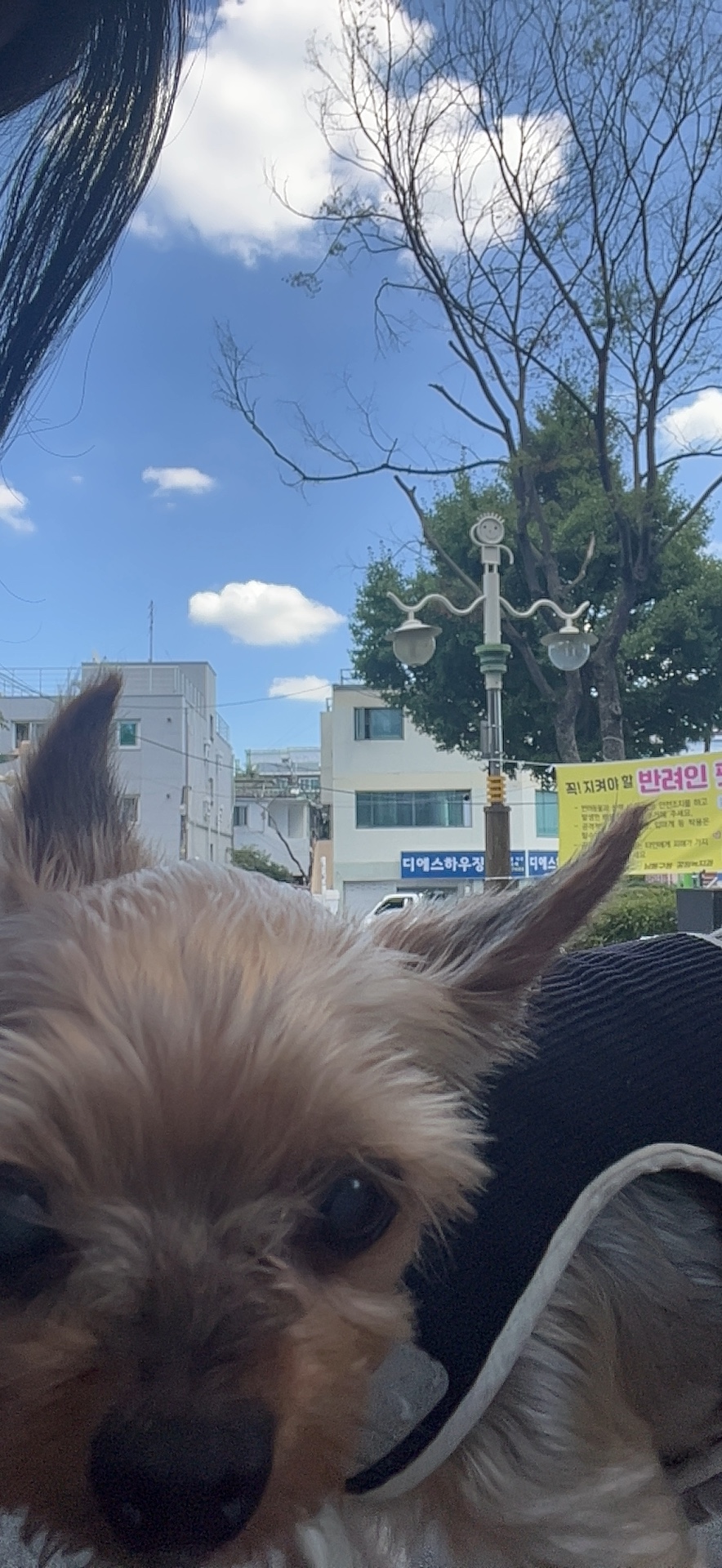 딜리샌드 이미지