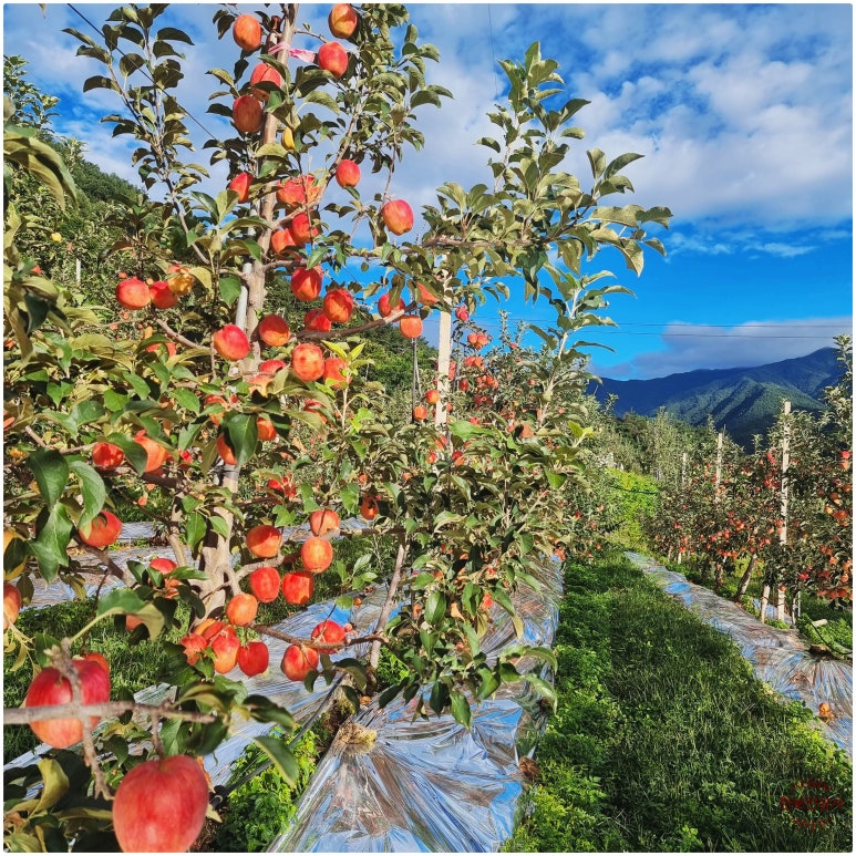 풍기인삼시장 한보인삼사 이미지