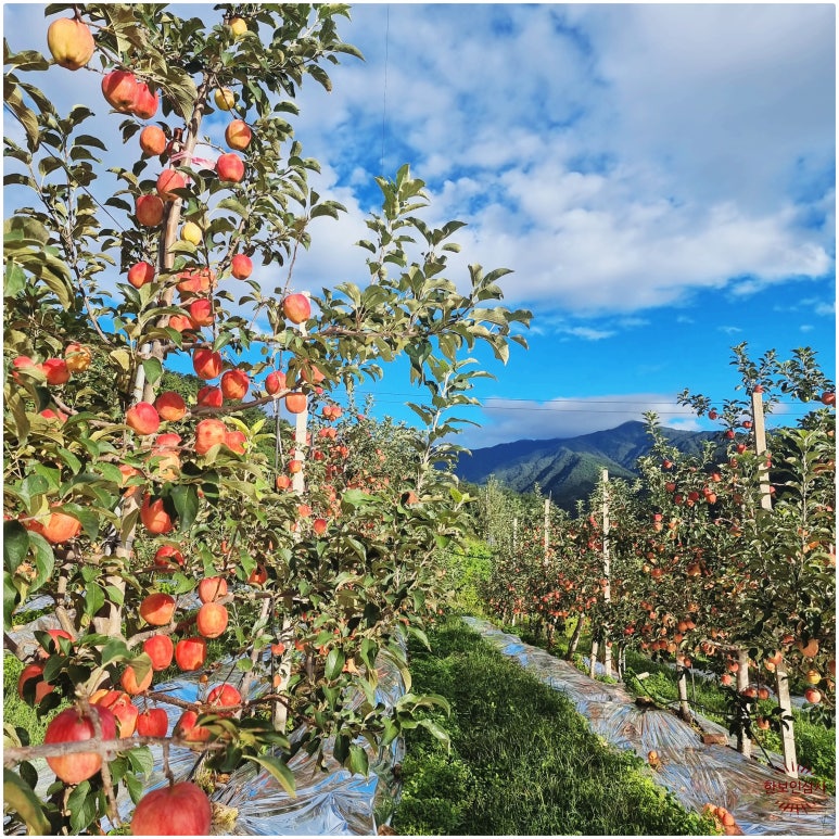 풍기인삼시장 한보인삼사 이미지