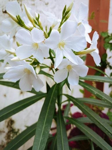 산타마리아(Santa Maria) 이미지
