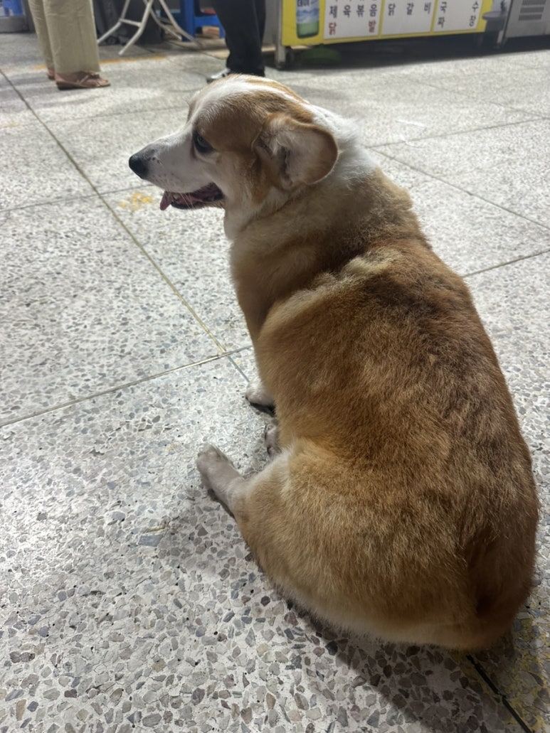 보리네포장마차 이미지