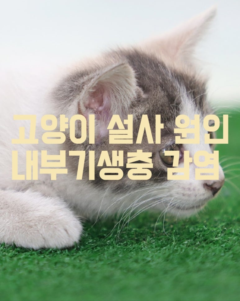 고양이 설사 원인 내부기생충 감염