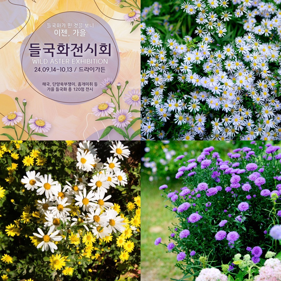 들국화가든 이미지