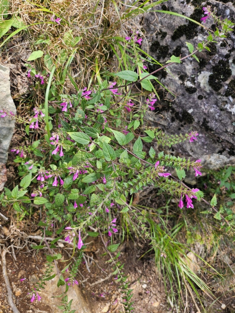 얼음골어부네매운탕 이미지