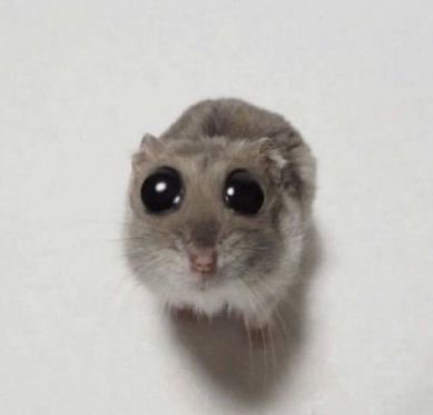 오린지 이미지