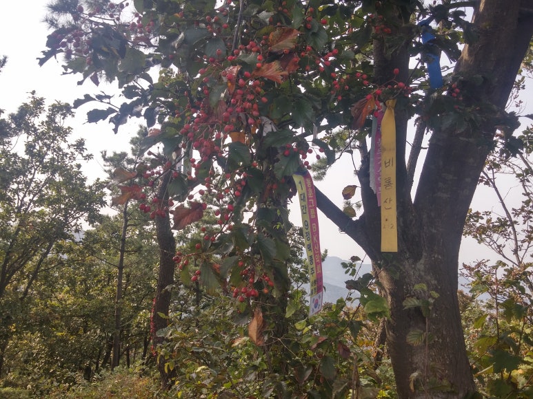 [국도29] 서산시 일람리 이미지