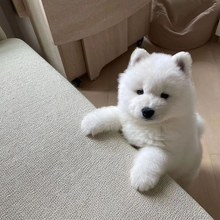 곰도리 이미지