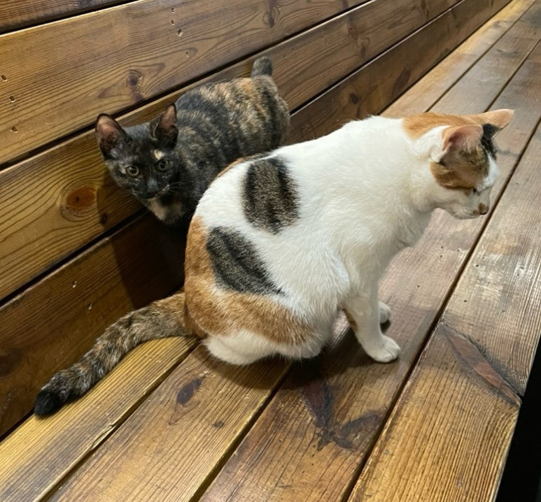 이자카야고양이 이미지