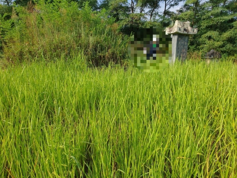 고인돌상조 이미지