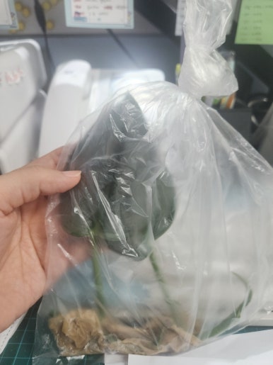 스플래쉬민 이미지