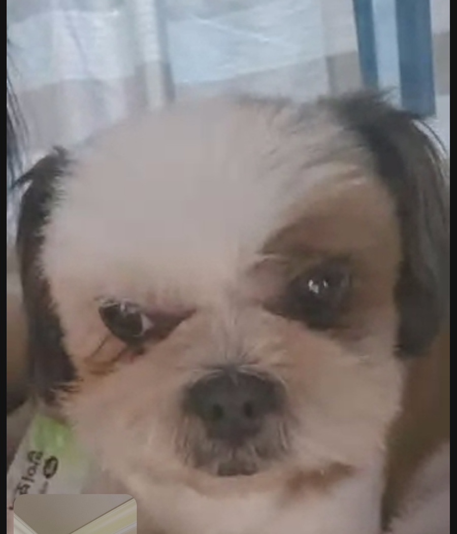 오푸푸 이미지