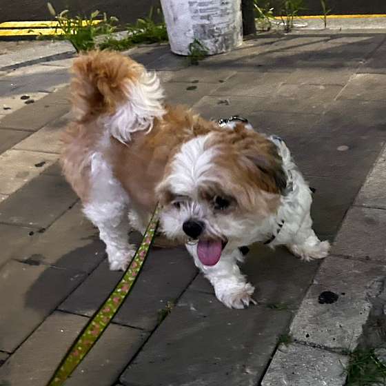 꼬시다;꽃 이미지