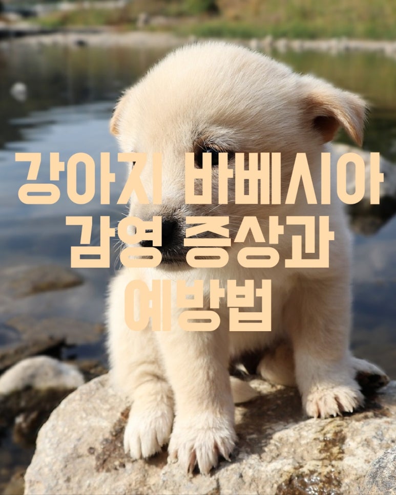 강아지 바베시아 감염 증상과 예방법