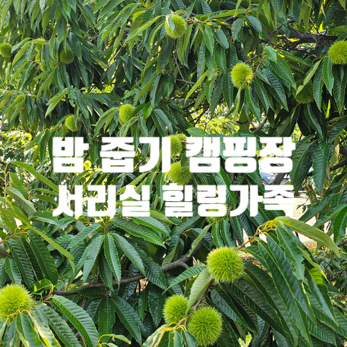 서리실힐링가족캠핑장 이미지