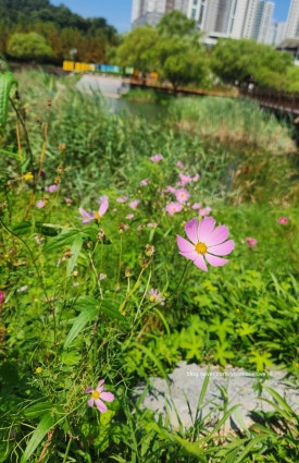 더힐846 이미지