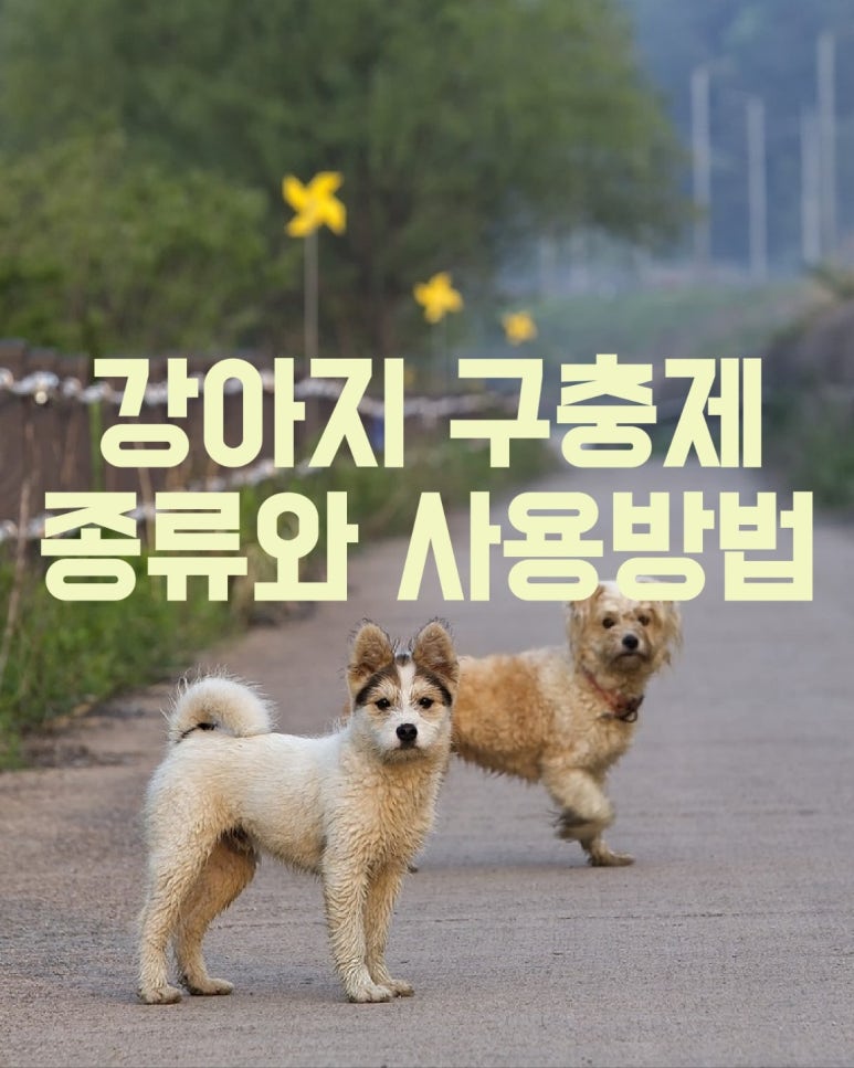 강아지 구충제 종류 사용방법