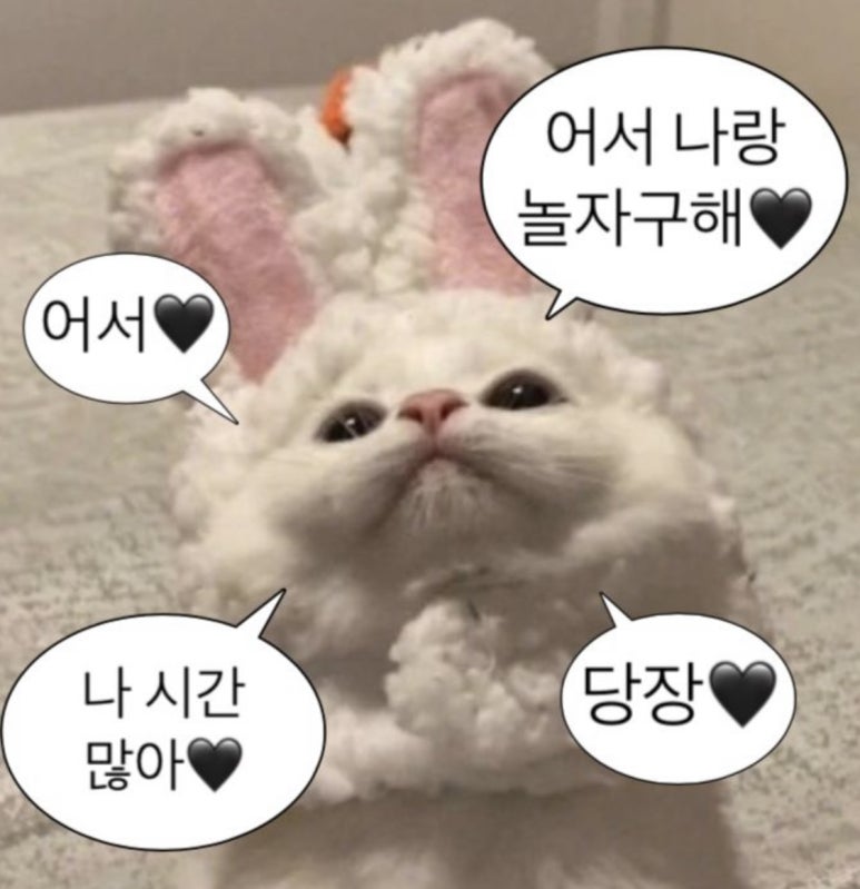 로데오 이미지