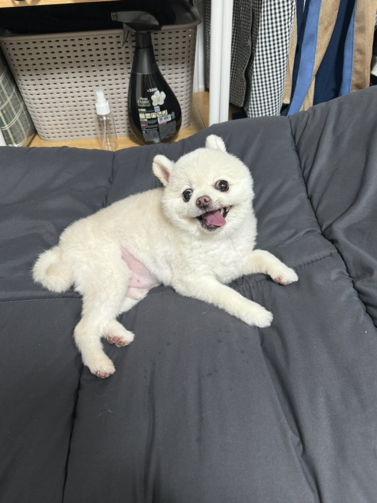 도담댕기 이미지