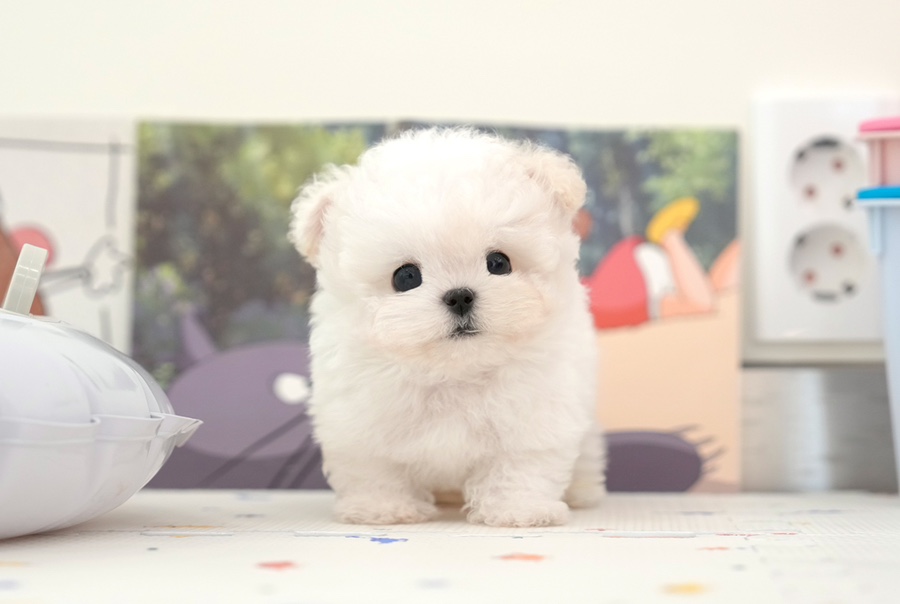 순창애견용품 이미지