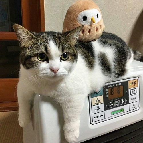 제육밥상 이미지