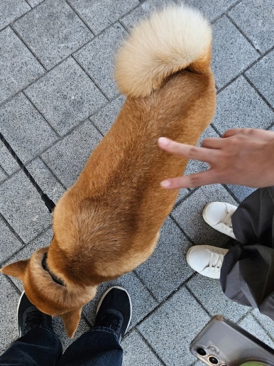 후라이드바삭킹강원대점 이미지