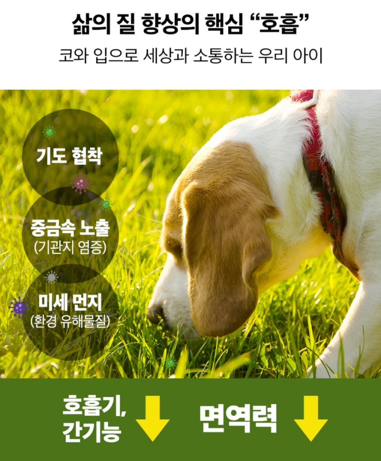 글로벌 마이펫 이미지