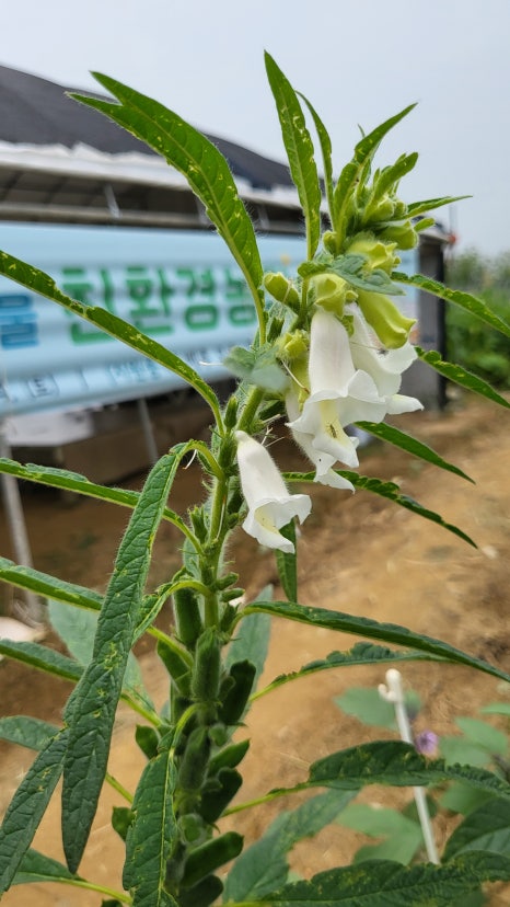 황금텃밭농장 이미지