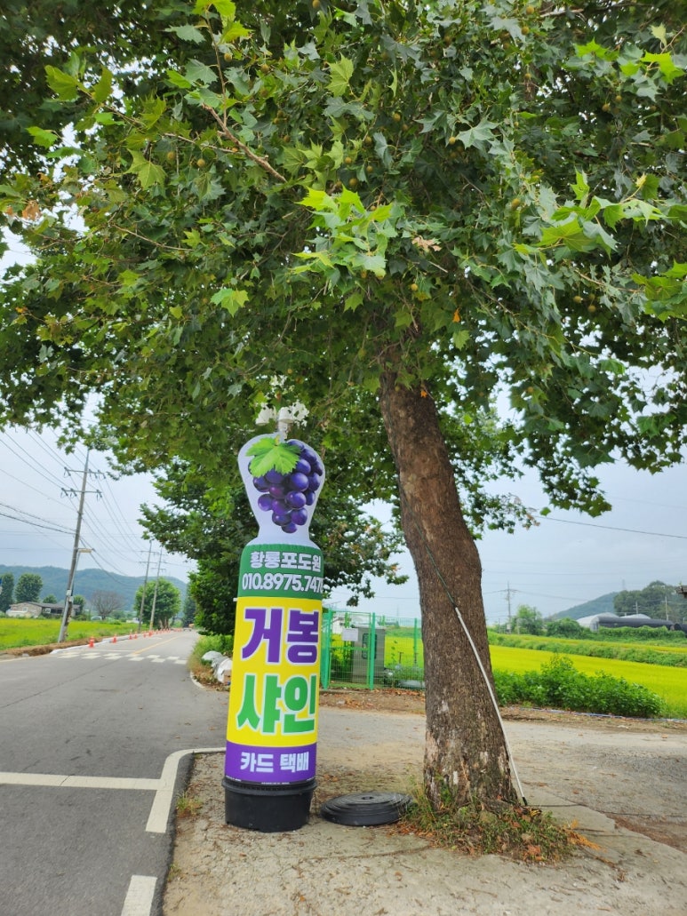 다정포도원 이미지