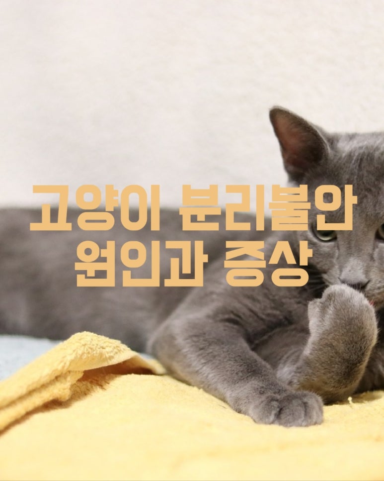 고양이 분리불안 원인과 증상