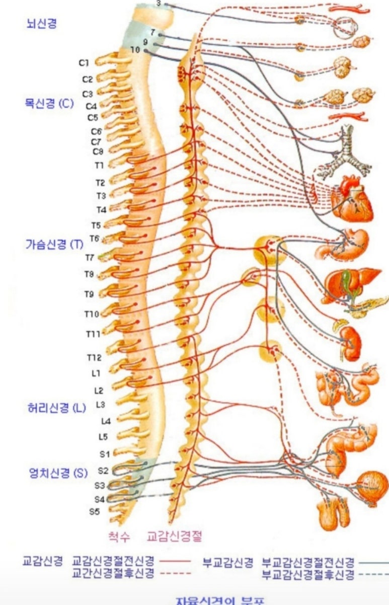 프라나 이미지