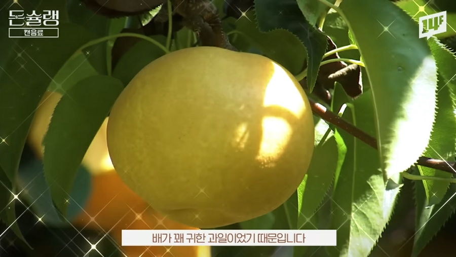 카피나라 이미지