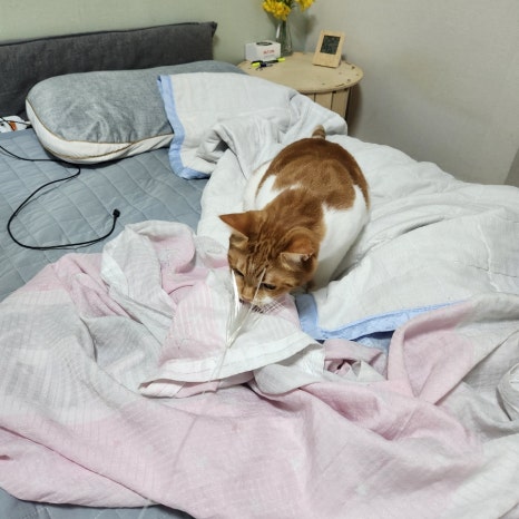 다이소안성계동점 이미지