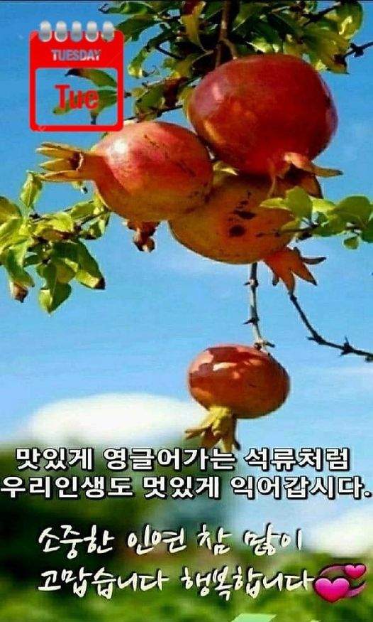 따따부따 이미지