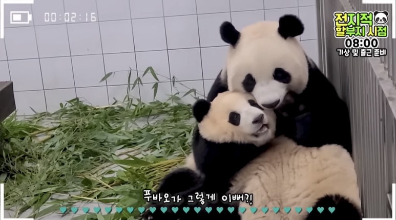 바오 이미지
