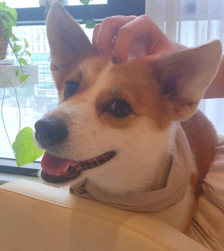 마시미왁싱 이미지