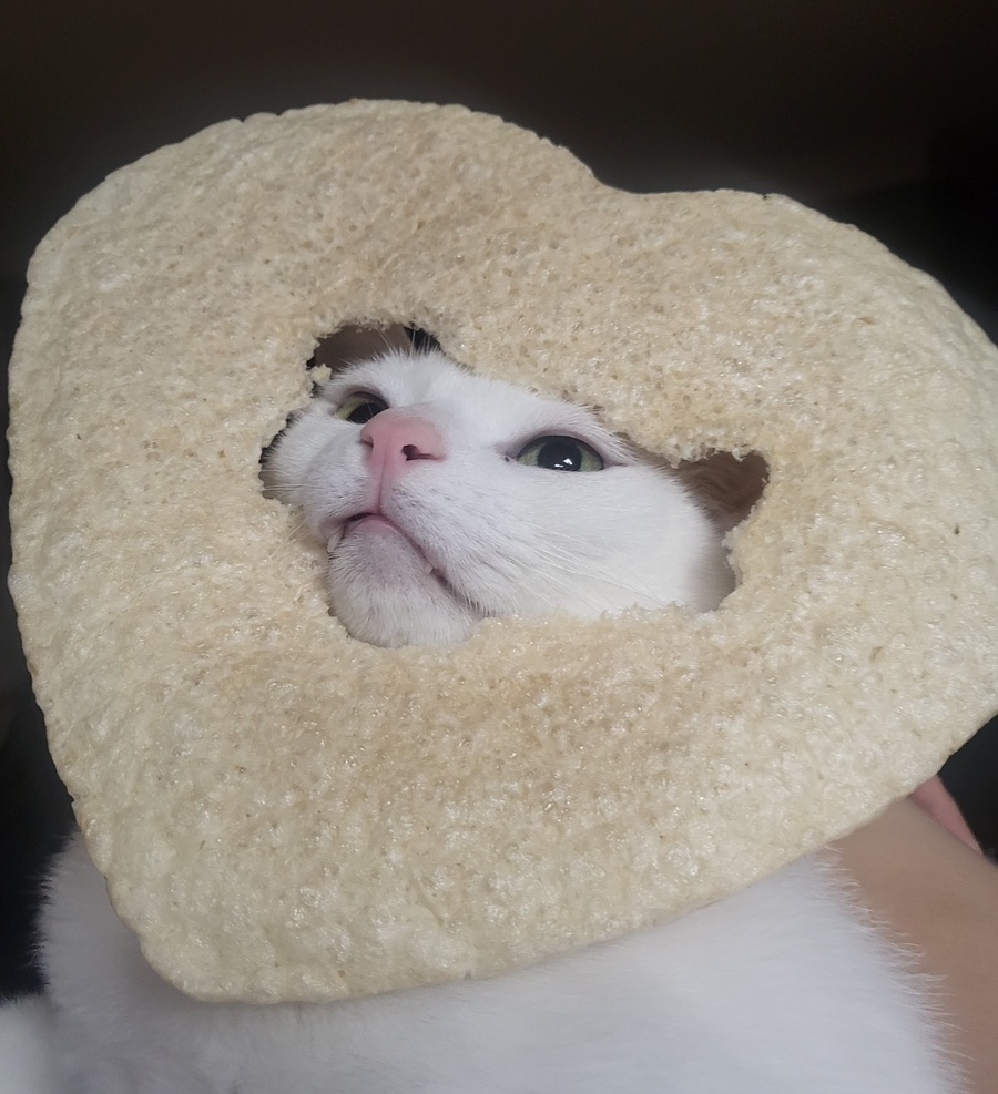 사랑해타코야끼 이미지