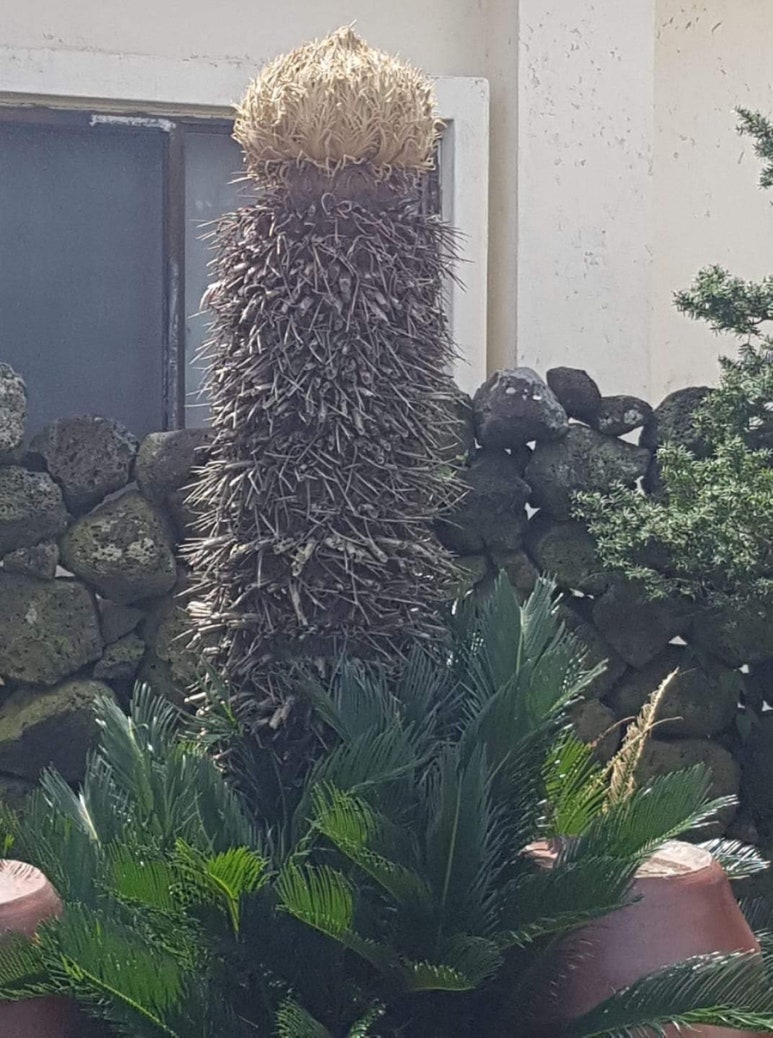 행운꽃농원 이미지
