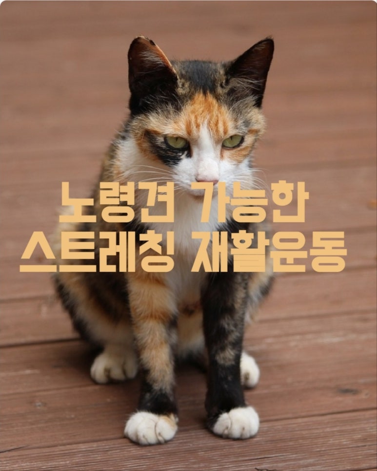 노령견 가능한 스트레칭 재활 운동