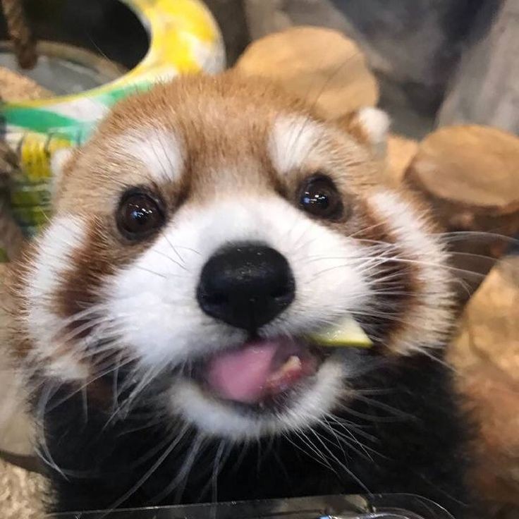 레서 이미지