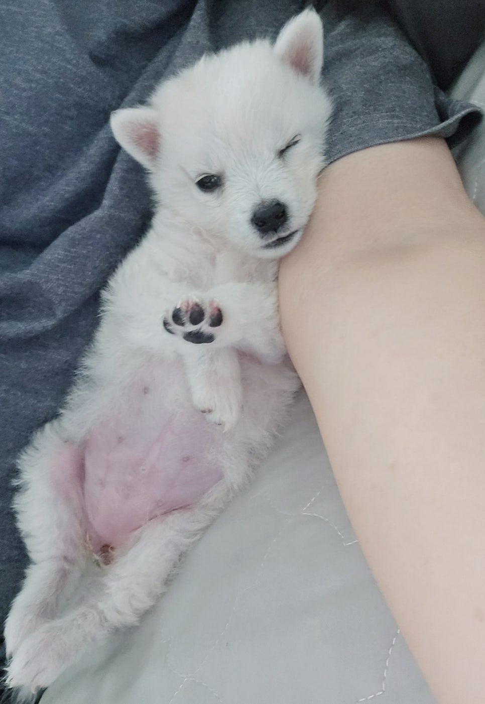 60계치킨경기연천전곡점 이미지