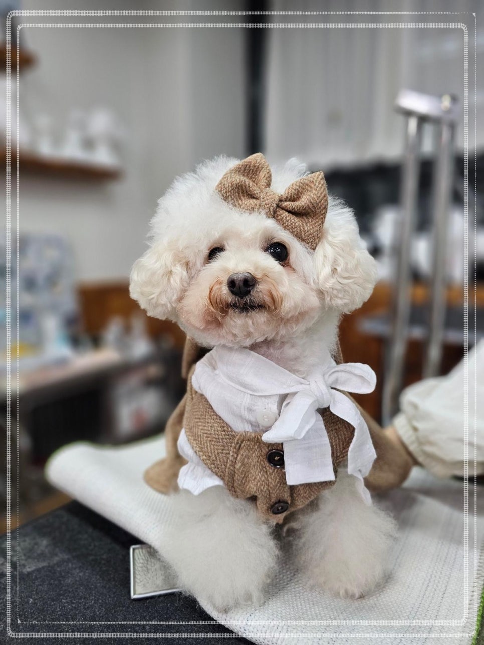 평택애견미용학원 이미지