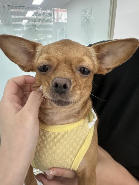 아이블링속눈썹블링 이미지
