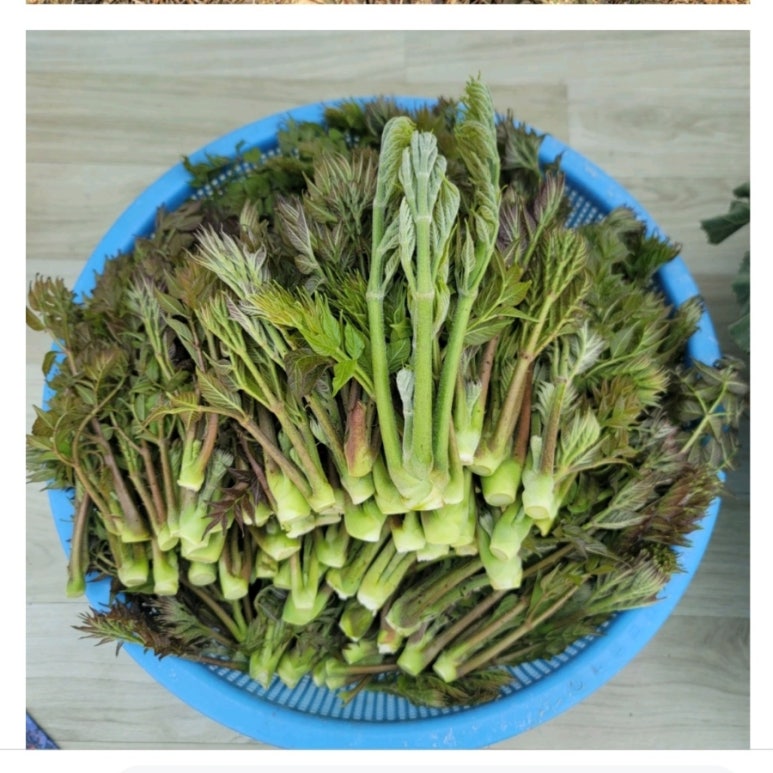 자연치유숲속농원 이미지